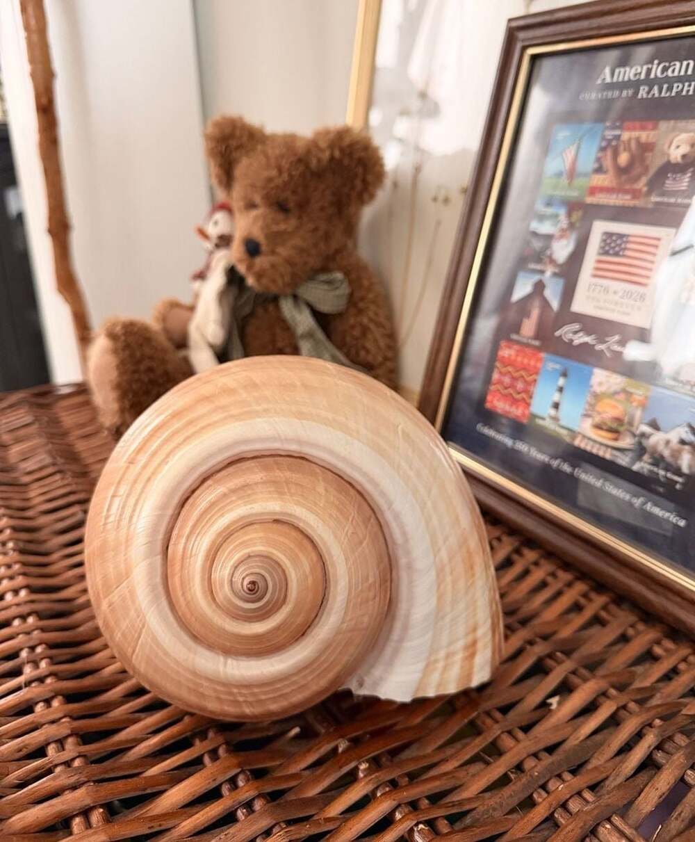 Large Shell Tonna Cepa Brown Tun Seashell Beach Decor Coastal Nautical